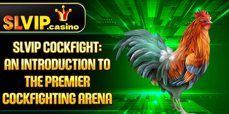 SLVIP CockFight: An Introduction to the Premier Cockfighting Arena